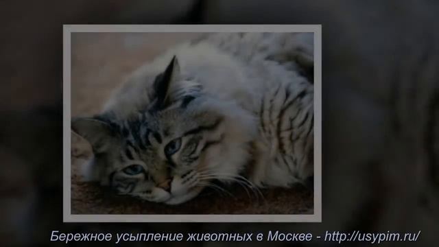 Бережное усыпление кошек в Москве смотреть онлайн