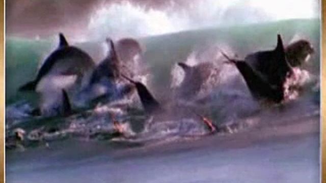 Садко 1-5.wmv смотреть онлайн