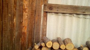 Карагач- обзор на дерево. Что делать если дома нет карагача и что делать европейцам если они мёрзну