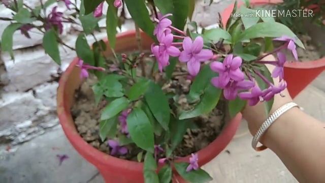 Psuedoeranthemum Laxiflorum.(star Flower)
