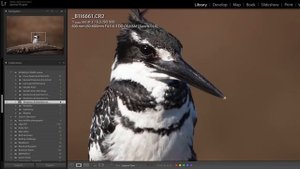 Sigma 60-600 Sport for wildlife photography.