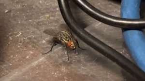 Домашняя муха - друг человека.