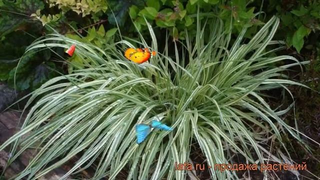 Молиния голубая Вариегата (variegata) ? обзор: как сажать, рассада молинии Вариегата
