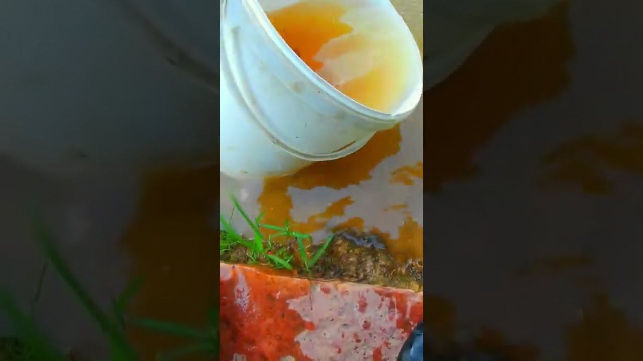 Поймал-отпусти! #shorts смотреть онлайн