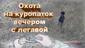 Охота на куропаток вечером с легавой