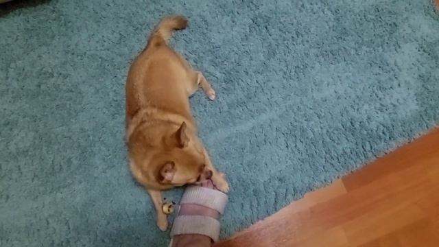 чихуахуа Дени - мамин хвостик. смотреть онлайн