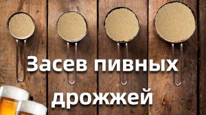 Засев пивных дрожжей 2!Сколько дрожжей нужно для лагера?Эксперимент с дрожжами!!!Дегустация!