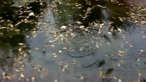 Марина Хутугова и Казбек Лалиев Æрмæстдæр ды