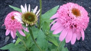 Эхинацея махровая Разматаз (RAZZMATAZZ). Купить саженцы махровой эхинацеи