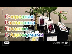 Адениум. И опять радость) Приехали прививки Адениума