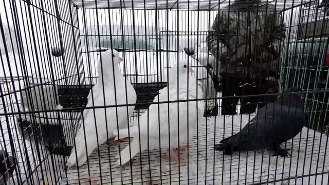 ЯРМАРКА ГОЛУБЕЙ.УЗБЕКСКИЕ,БАКИНСКИЕ,ДАГЕСТАНСКИЕ,СТАТНЫЕ ГОЛУБИ- ноябрь 2021(часть2).
