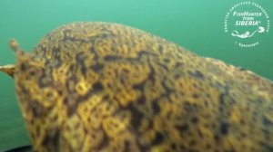 Февраль - налимья пора. Енисей. 2023