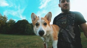 Бима ворует яблоки ?  Меня преследует ?