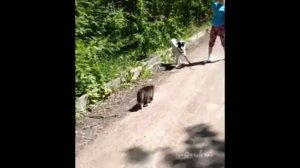 Кот нападает на собаку.