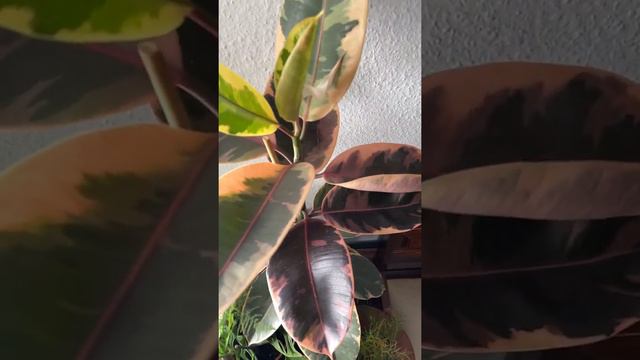 FICUS ELASTICA RUBY | RUBBER PLANT #ficus #rubberplant #houseplants