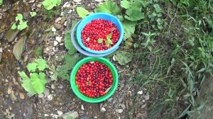 Куча кизила в лесу! Горы, дольмены, еда на природе!