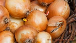Лук овощной Стригуновский местный ? обзор: как сажать, лук-севок и чеснок лука Стригуновский местны