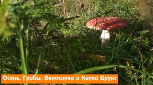 Осенняя вело прогулка, мухоморы, болтовня и Китай Брукс