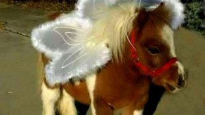 Порода лошади. Мини лошадь.Маленькие красивые,милые животные.