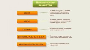 Рациональное питание - основы и правила коротко