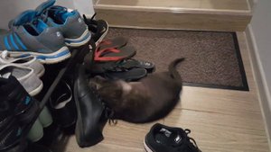 Ориентальная кошка сходит с ума