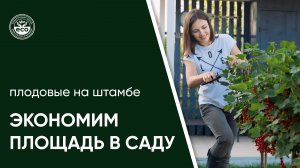 Плодовые на штамбе. Экономим место в саду