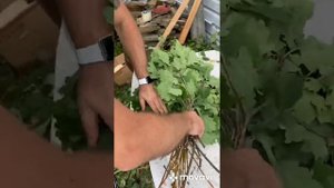 ВЯЗАНИЕ ДУБОВЫХ ВЕНИКОВ В БАНЮ Июль 2020