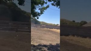 Будайчиева Сутай с братьями душевно спела 🔥👍