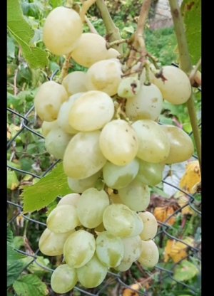 Белый виноград очень сочный.