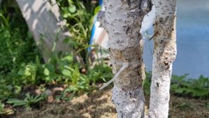 Отзыв: Ловчий пояс для деревьев и кустарников от ползающих насекомых-вредителей и их личинок, тли