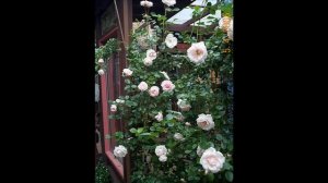 New Dawn Roses