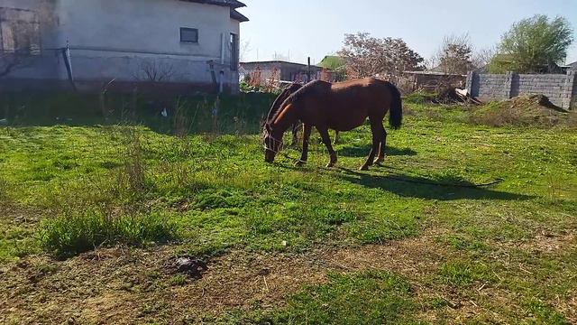 Буаз биелер сатылады 87007455147 смотреть онлайн