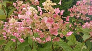 Вимс Ред или Эрл Сенсейшн