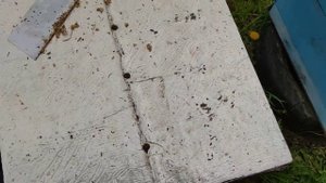 Отбираю пчелиные рамки делаю пчелиные отводки✅??