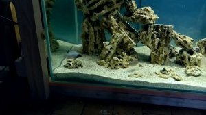 Метаморфозы в аквариуме 280 литров. Псевдотрофеус Полит (Pseudotropheus polit) / Цихлида Полит