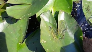 Семена кувшинки( водяной лилии) Как собрать?  Seeds of Water Lilies. How to collect?
