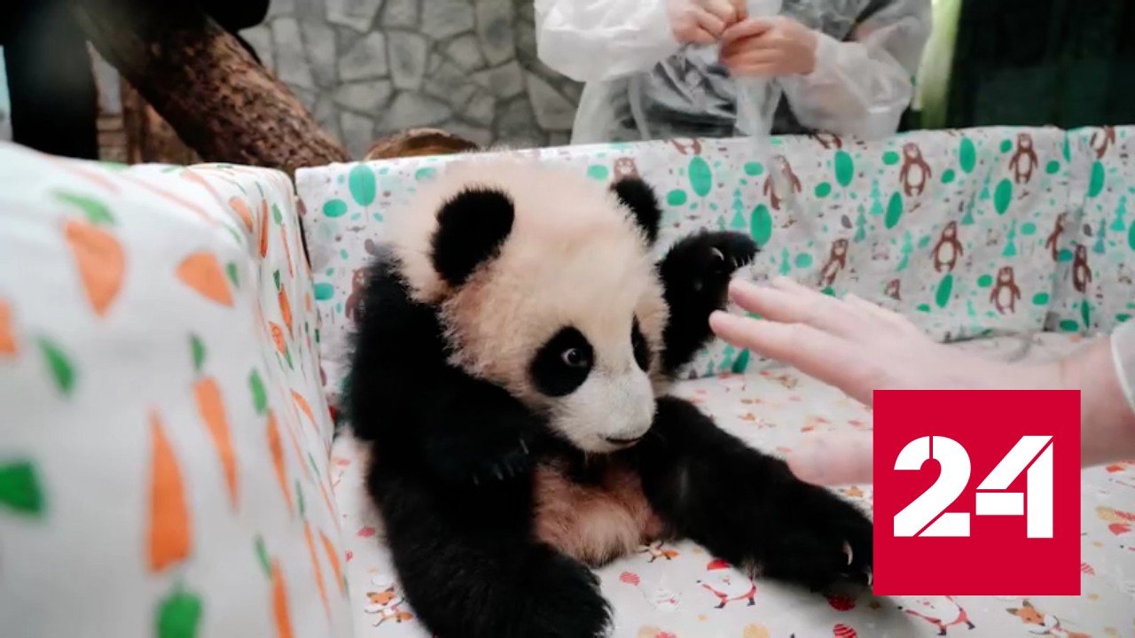 В Московском зоопарке измерили малышку панду - Россия 24
