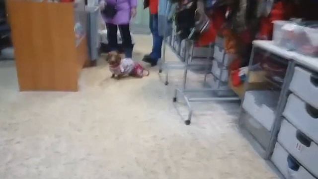 Непромокаемый комбинезон для таксы смотреть онлайн