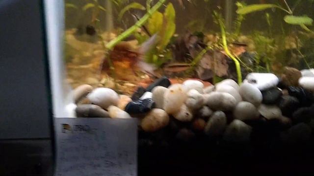 Imperial Tropicals blueberry/blue phantom shrimp unboxing pt. 3 (fin) смотреть онлайн