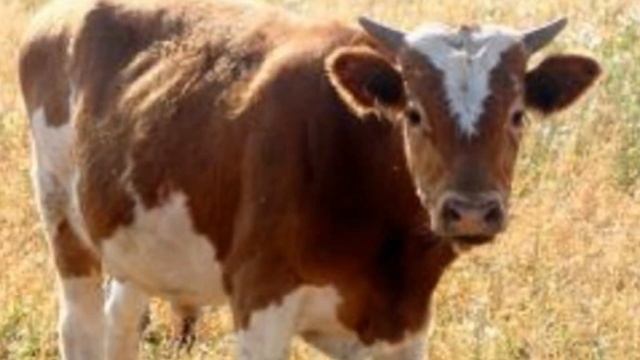 Разведение Сычевской породы КРС плюсы, минусы, особенности породы | Скотоводство | Сычевские коровы