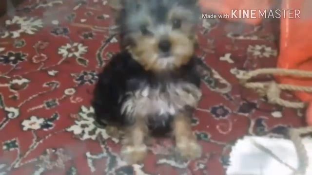 Мои собачки : мама Йошенька и Гошенька./Йоркширский терьер ❤ смотреть онлайн