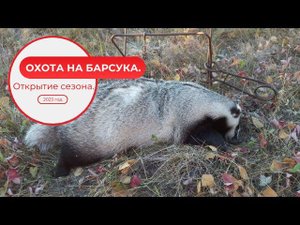 Охота на барсука  Открытие сезона  2023 год