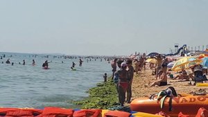 Счастливцево / Водоросли на пляже / Азовское море, Арабатская стрелка 2021