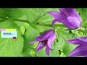 BEE ,Bumblebees, Пчелы, шмели ,бабочки