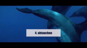 Urlaub mit Delfinen | Sansibar | Delfinschwimmen