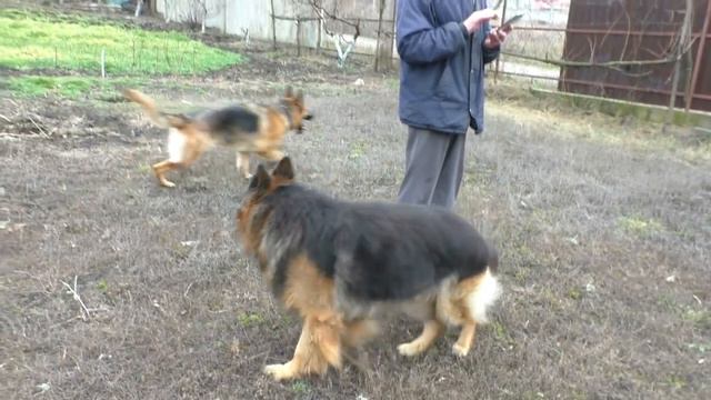 Немецкие овчарки Юта и Дагир. German Shepherd Dogs of Utah and Dagir. смотреть онлайн