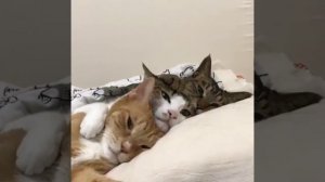 Отлично устроились