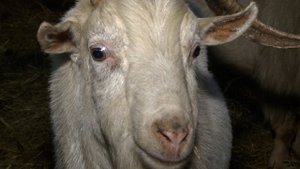 На «Полярной ферме» в Новом Уренгое разводят домашнюю живность и выращивают урожай