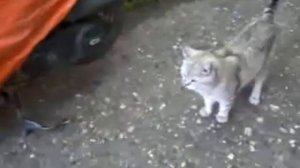 Кот хочет кошку