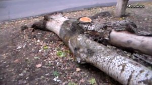 Перерабатывать дерево на топливные брикеты